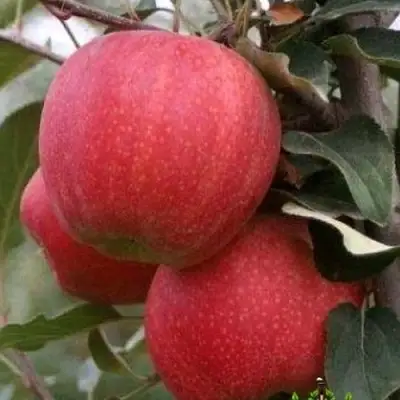 Яблоня ГАЛА ШНИГА в Калинковичах