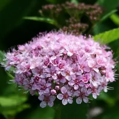 Спирея ПИНК СПАРКЛЕР в Калинковичах