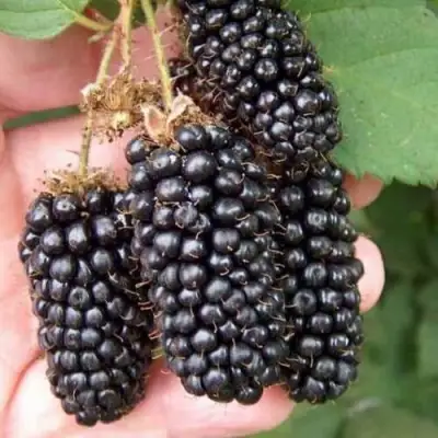 Ежевика ЛОХ НЕСС бесшипная  в Калинковичах