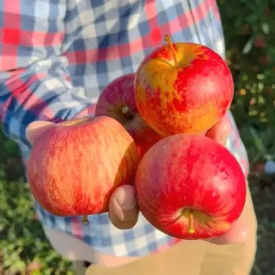 Яблоня КРАСАВИТА в Калинковичах