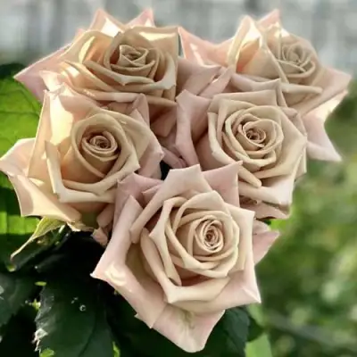 Роза МЕНТА чайно-гибридная в Калинковичах