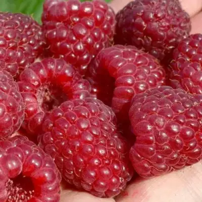 Малина ГИГАНТ РУБИНОВЫЙ в Калинковичах