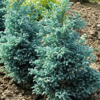 Кипарисовик БУЛЕВАРД горохоплодный в Калинковичах