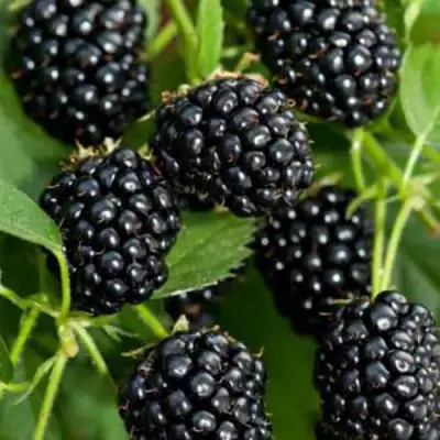 Ежевика КИТАНИНИ бесшипная  в Калинковичах