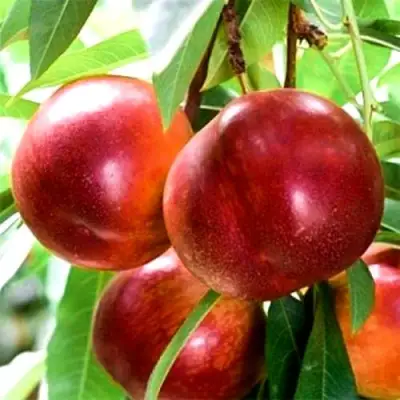 Нектарин СТАРК РЕД ГОЛД в Калинковичах