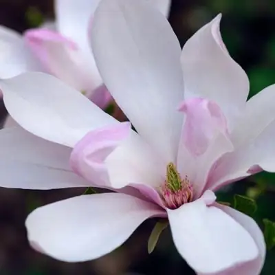 Магнолия ПИНКИ в Калинковичах