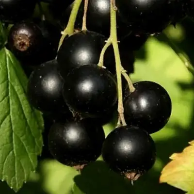 Смородина черная КЛУССОНОВСКАЯ в Калинковичах