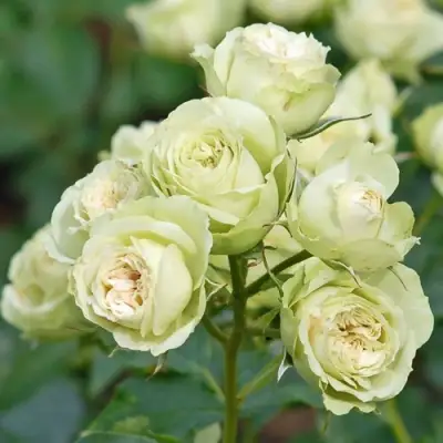 Роза ГРИН ДАЙМОНД миниатюрная в Калинковичах