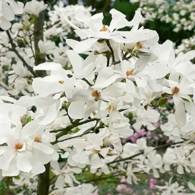 Магнолия ЛЕБНЕРА МЕРРИЛЛ в Калинковичах