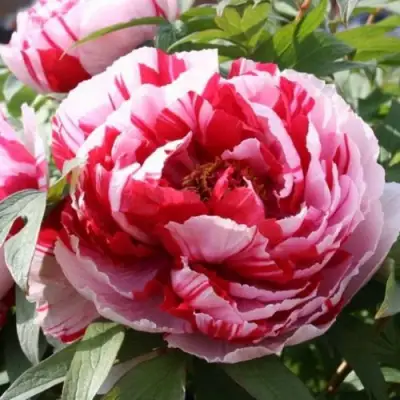 Пион РЕД ВИЗ ПИНК древовидный в Калинковичах