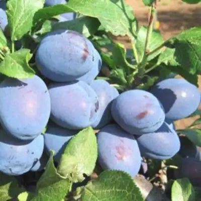 Слива ГИЛЬБЕРТ в Калинковичах