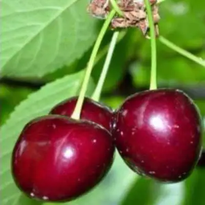 Черешня ВАСИЛИСА в Калинковичах