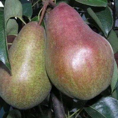 Груша БРЯНСКАЯ КРАСАВИЦА в Калинковичах