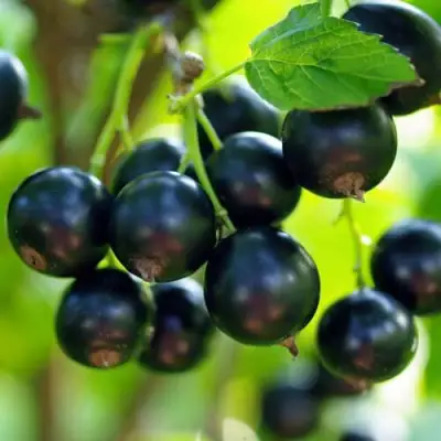 Смородина чёрная ВЕЛОЙ (ЛЕНИНГРАДСКАЯ СЛАДКАЯ) в Калинковичах