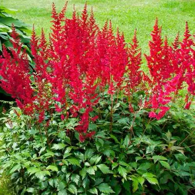 Астильба КОБЛЕНЦ японская в Калинковичах