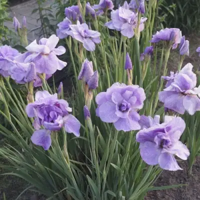 Ирис ИМПЕРИАЛ ОПАЛ сибирский в Калинковичах