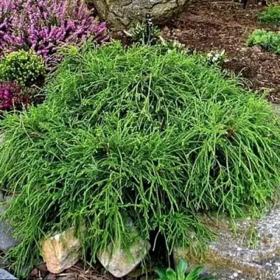 Кипарисовик ФИЛИФЕРА НАНА горохоплодный  в Калинковичах