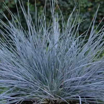 Овсяница АЙСФОГЕЛЬ сизая в Калинковичах