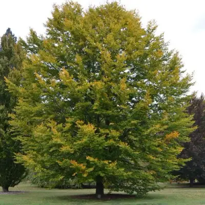 Бук лесной в Калинковичах