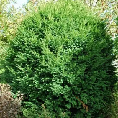 Тис РЕПАНДЕНС ягодный в Калинковичах