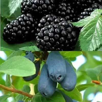 Комплект ЯГОДНЫЙ ДУЭТ в Калинковичах