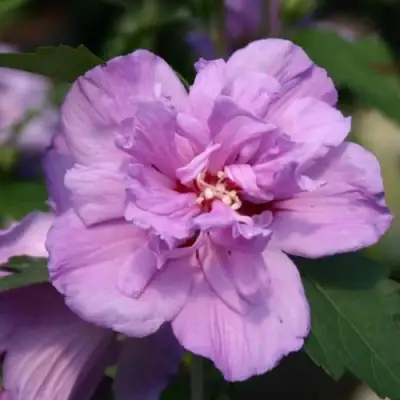 Гибискус АРДЕНС сирийский в Калинковичах