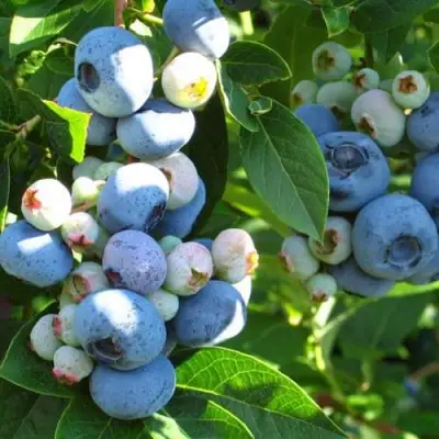 Голубика ДАРРОУ в Калинковичах