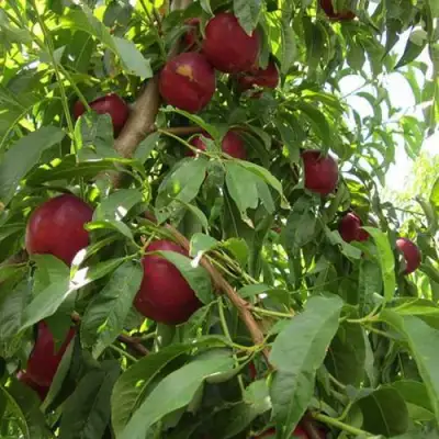 Нектарин ЭКСТРИМ БЬЮТИ в Калинковичах