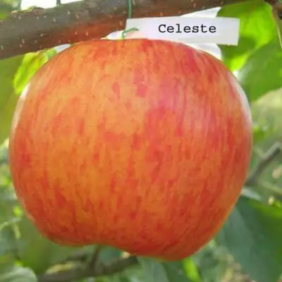 Яблоня ЦЕЛЕСТЕ в Калинковичах