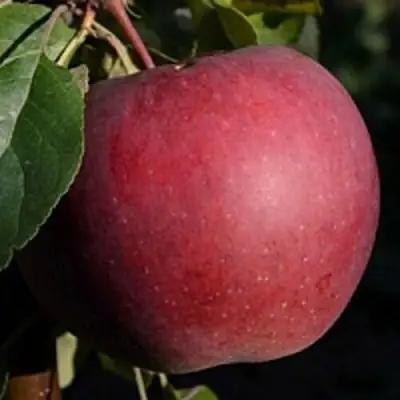 Яблоня БЕЛОРУССКОЕ СЛАДКОЕ в Калинковичах