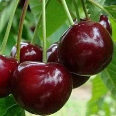 Вишня МИЛАВИЦА в Калинковичах