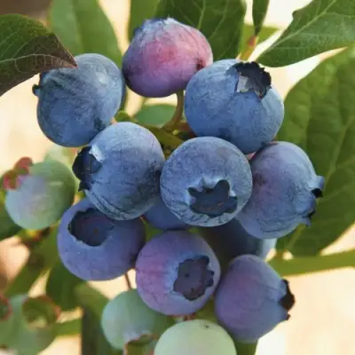 Голубика ОСОРНО в Калинковичах