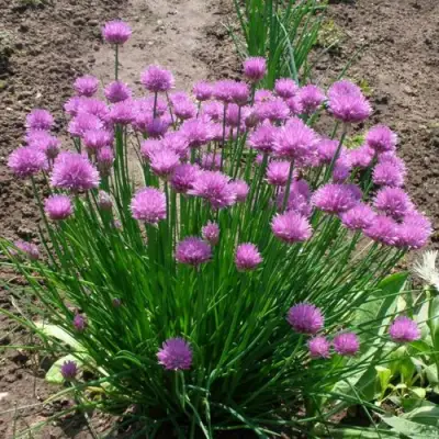 Лук-шнитт в Калинковичах