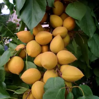 Абрикос МАНИТОБА в Калинковичах