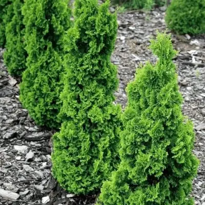 Туя ЗМАТЛИК западная в Калинковичах