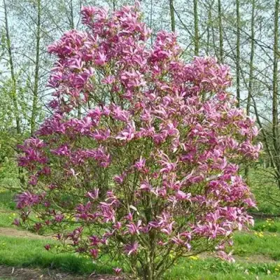 Магнолия СЬЮЗАН в Калинковичах