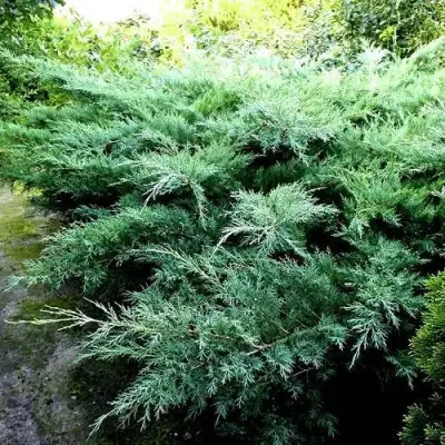Можжевельник ПФИТЦЕРИАНА ГЛАУКА  средний в Калинковичах