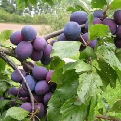 Слива ПЕРДРИГОН в Калинковичах