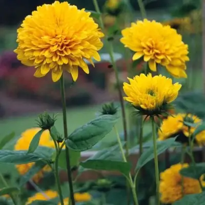 Подсолнечник СОЛЕЙЛ ДЕ ОР в Калинковичах