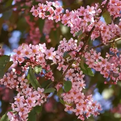 Черемуха КОЛОРАТА в Калинковичах