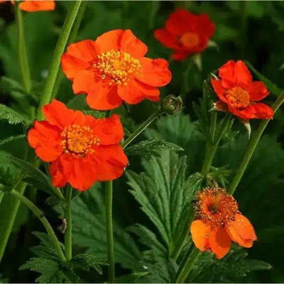 Гравилат БОРИСА в Калинковичах