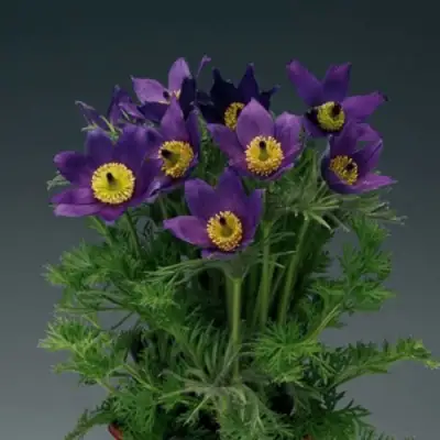 Прострел ПИНВИЛ БЛЮ ШЕЙДЕС в Калинковичах