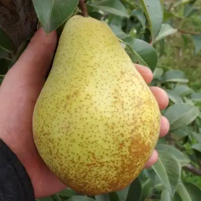 Груша ГЕНЕРАЛ ЛЕКЛЕРК в Калинковичах