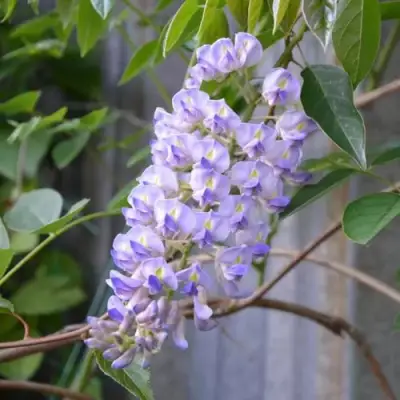 Глициния макростахия БЛЮ МУН в Калинковичах