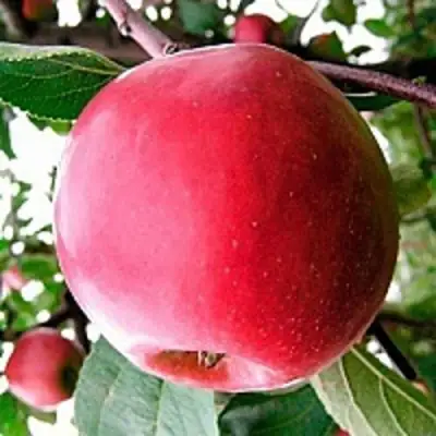 Яблоня КОВАЛЕНКОВСКОЕ в Калинковичах