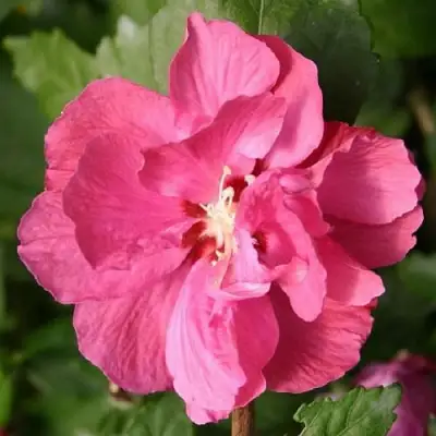 Гибискус ДЮК ДЕ БРАБАНТ сирийский  в Калинковичах