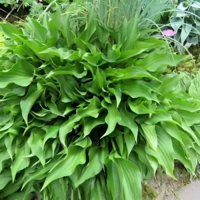 Хоста ГАРРИ ВАН ТРИЕР в Калинковичах