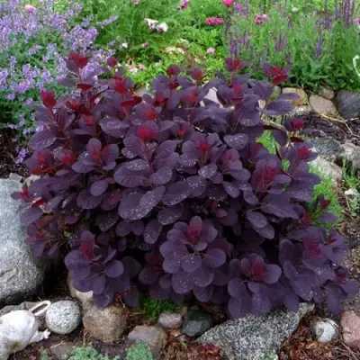 Скумпия РОЯЛ ПЕРПЛ кожевенная в Калинковичах