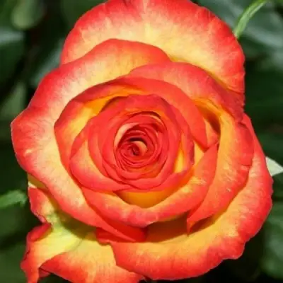 Роза ХАЙ МЭДЖИК чайно-гибридная в Калинковичах