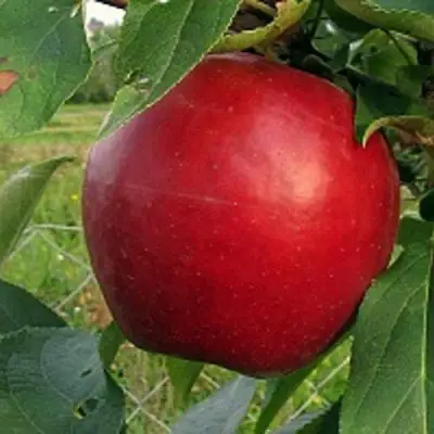 Яблоня РЕДФРИ в Калинковичах